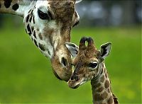 TopRq.com search results: baby giraffe