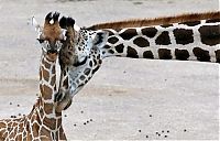 Fauna & Flora: baby giraffe