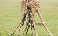 TopRq.com search results: baby giraffe