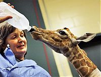 TopRq.com search results: baby giraffe