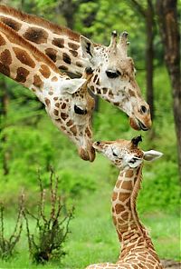 Fauna & Flora: baby giraffe