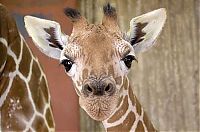 TopRq.com search results: baby giraffe