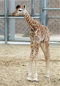 Fauna & Flora: baby giraffe