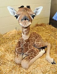Fauna & Flora: baby giraffe
