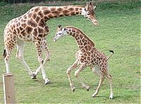 Fauna & Flora: baby giraffe