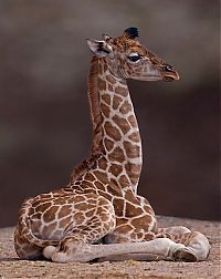 TopRq.com search results: baby giraffe