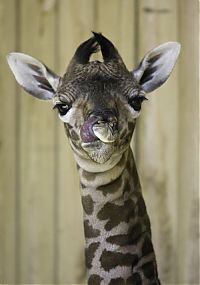 Fauna & Flora: baby giraffe