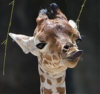 TopRq.com search results: baby giraffe