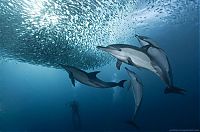 Fauna & Flora: underwater sardine dance