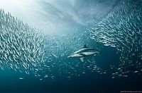 Fauna & Flora: underwater sardine dance