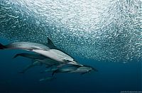 TopRq.com search results: underwater sardine dance