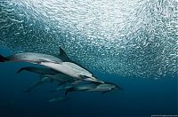 Fauna & Flora: underwater sardine dance