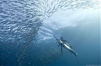 Fauna & Flora: underwater sardine dance