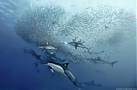 Fauna & Flora: underwater sardine dance