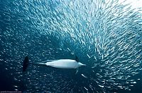 Fauna & Flora: underwater sardine dance