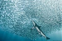 Fauna & Flora: underwater sardine dance