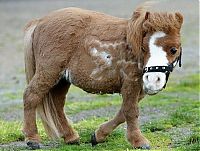 Fauna & Flora: koda, miniature horse