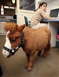 Fauna & Flora: koda, miniature horse