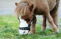 Fauna & Flora: koda, miniature horse