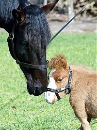 Fauna & Flora: koda, miniature horse