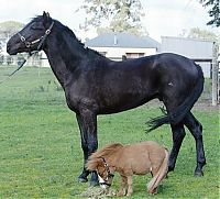 Fauna & Flora: koda, miniature horse