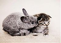 TopRq.com search results: animal adoptions