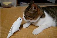 TopRq.com search results: animal adoptions