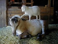 TopRq.com search results: animal adoptions