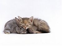 TopRq.com search results: animal adoptions