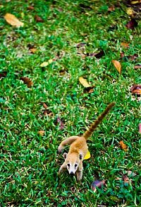 Fauna & Flora: coatis baby, snookum bear