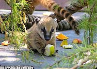 Fauna & Flora: coatis baby, snookum bear