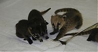 TopRq.com search results: coatis baby, snookum bear