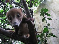 Fauna & Flora: coatis baby, snookum bear