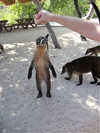 TopRq.com search results: coatis baby, snookum bear