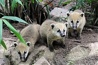 Fauna & Flora: coatis baby, snookum bear