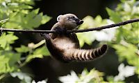 TopRq.com search results: coatis baby, snookum bear