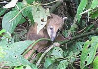 Fauna & Flora: coatis baby, snookum bear