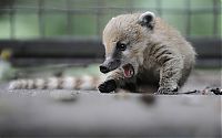 Fauna & Flora: coatis baby, snookum bear