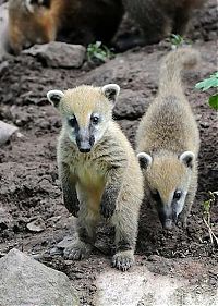 Fauna & Flora: coatis baby, snookum bear