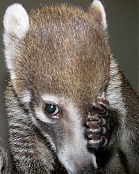 Fauna & Flora: coatis baby, snookum bear