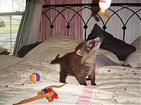 Fauna & Flora: coatis baby, snookum bear