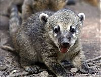 Fauna & Flora: coatis baby, snookum bear