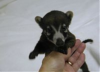 Fauna & Flora: coatis baby, snookum bear