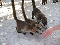 TopRq.com search results: coatis baby, snookum bear