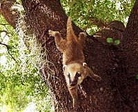 Fauna & Flora: coatis baby, snookum bear