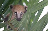 Fauna & Flora: coatis baby, snookum bear