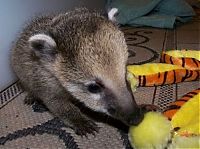 Fauna & Flora: coatis baby, snookum bear