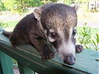 Fauna & Flora: coatis baby, snookum bear