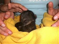 Fauna & Flora: coatis baby, snookum bear
