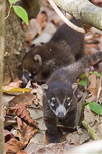 Fauna & Flora: coatis baby, snookum bear